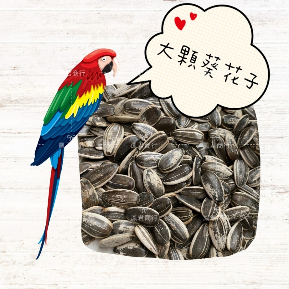 大顆 鸚鵡 鳥 帶殼