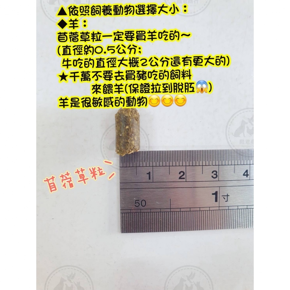 特級苜蓿粒
