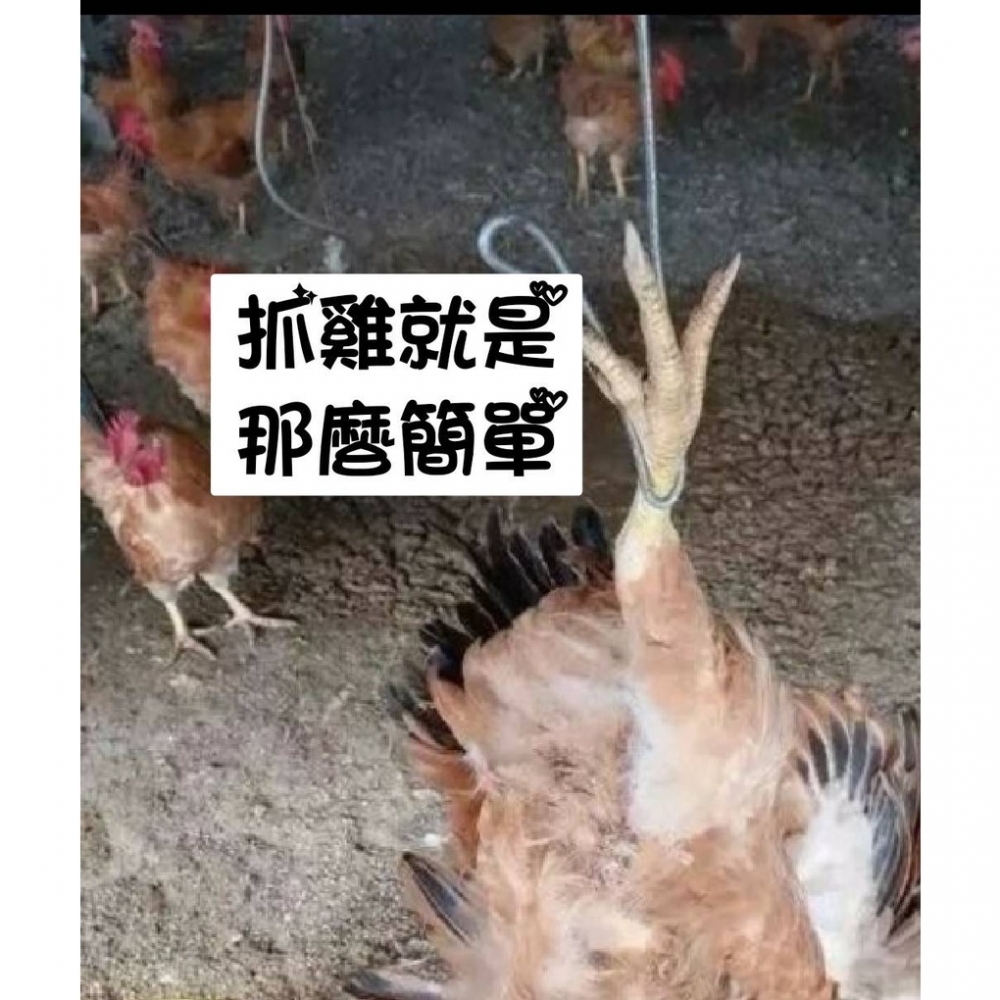 專業好物 抓雞神器 手持長桿