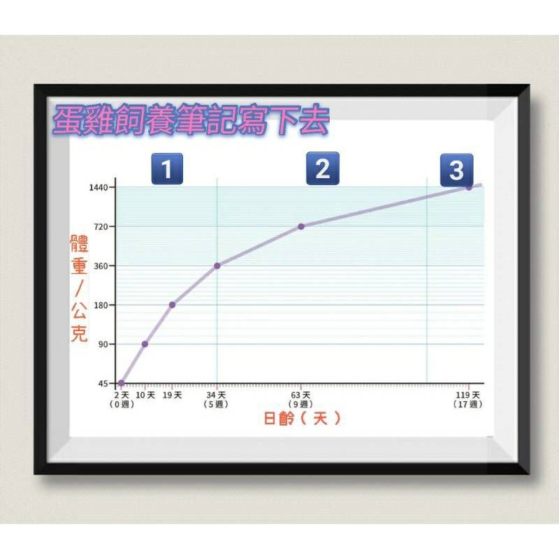 鳳君(黃)濃縮營養版-蛋雞飼料 加強版本 2kg